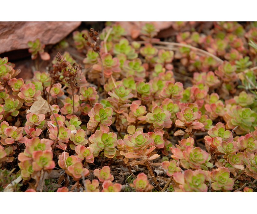 Dragon's Blood Sedum